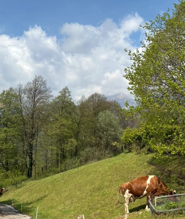 Pascolo ai piedi delle montagne